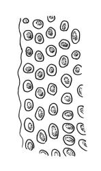 Ulota lutea, upper laminal cells at margin. Drawn from A.J. Fife 8084, CHR 436819.
 Image: R.C. Wagstaff © Landcare Research 2017 